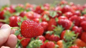 Ordu'da Çilek Üretiminde Rekor