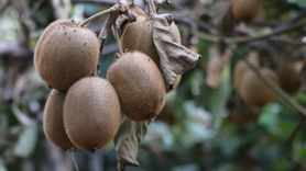 Yalova Kivisinde Hasat Dönemi Başladı