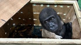 İstanbul Havalimanı'nda Nesli Tükenmekte Olan Goril Yavrusu Ele Geçirildi
