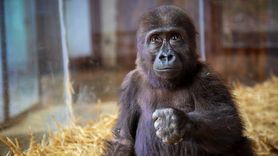 İstanbul Havalimanı'nda Yakalanan Goril Yavrusunun Sağlık Durumu İyi