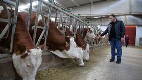 Çorum'da İki Kardeşin Hayalindeki Çiftlik Gerçekleşti
