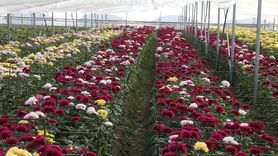 Erbaa Çiçek Sektörü 2024'te 100 Milyon Lira Katkı Sağladı