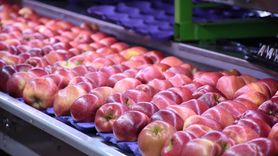 Karaman'dan 21 Ülkeye Elma İhracatı: Başarı Hikayesi