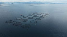 Muğla'da Su Ürünleri İhracatı Yükseliyor