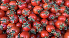 Türkiye'nin Sebze İhracatında Antalya Dominasyonu