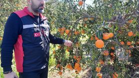 Adana'da Tarım Alanlarındaki Don Hasarı İncelemeleri Devam Ediyor