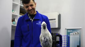 Ares'in Dansıyla Hayvan Hastanesinde Neşe