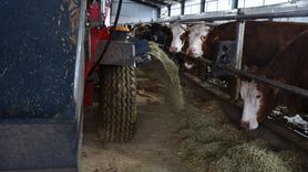 Bilecik'te Etlik Büyükbaş Hayvan Yetiştiriciliği: Orhan Çeliktaş'ın Başarı Hikayesi