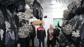 Erzincan'da İstiridye Mantarı Üretimi Başladı