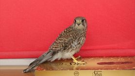 Erzincan'da Kerkenez Doğaya Kavuştu