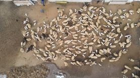 Erzincan'da Kuzu Doğumları İçin Nöbet Tutan Besiciler