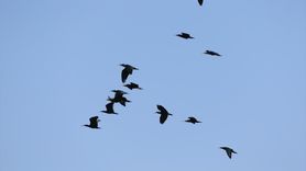 Şanlıurfa'da Kelaynak Kuşları Doğaya Salındı