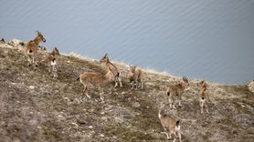 Tunceli'de Yaban Keçileri Kışın Alçak Kesimlere İniyor