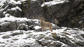 Yaban Keçileri Karla Mücadele Ediyor