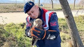 Amasya'da Yaralı Şahin Kurtarıldı