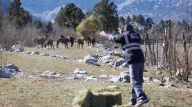 Antalya'da Yılkı Atlarına Beslenme Desteği