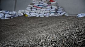 Bilecik'te Devlet Destekli Ay Çekirdeği Tesisi Kuruldu