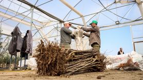 Bursa'da Anaç Fidan Üretimi: Yılda 10 Milyon