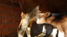 Çanakkale'de İneğin Anneliği: Öksüz Tay ve Simental İnek Arasındaki Gelişen Bağ