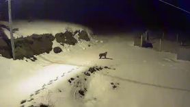 Çorum'da Yiyecek Arayan Vaşak Güvenlik Kamerasına Yakalandı