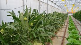 Darıca'da Topraksız Serada Enginar Hasadı İçin Geri Sayım