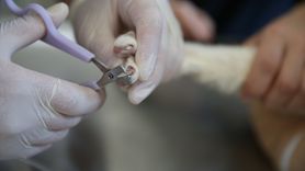 Diyarbakır'da Kadın Veteriner Hekimlerin Başarısı