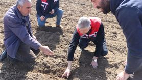 Edirne'de Ayçiçeği Kuraklığa Dayanıklılık Testi