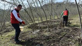 Fındık Üretiminde Doğru Gübreleme ile Verim Artışı