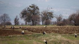 Göç Eden Leylekler Kütahya'da Dinleniyor