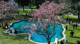 Ihlamur Kasırları'nda Manolya Çiçeklerinin Büyüsü