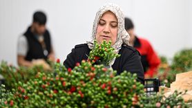 İngiltere'de Anneler Günü İçin Çiçek Siparişleri Artıyor