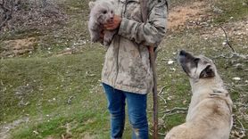 Kardeşlerden Kahramanlık: Kurtarılan Ayı Yavrusu Doğaya Salındı