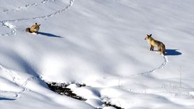 Kars'ta Yaban Hayatı Canlanıyor: Kızıl Tilkiler ve Yaban Kuşları Görüntülendi