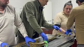 Kütahya'da Yolcu Otobüsünde Piton Bulundu