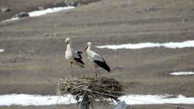 Leylekler Baharın Müjdecisi Olarak Ardahan'a Ulaştı