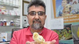 Mersin'de Üç Ayaklı Civciv Doğdu