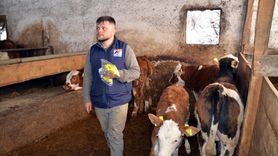 Muş'ta Ücretsiz Buzağı Küpeleme Çalışmaları Başladı