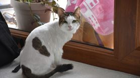 Nilay Musacalı'nın Evinde Hayvan Aşkı