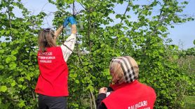 Samsun'da Kahverengi Kokarca ile Mücadele: Monitör Tuzaklar Kuruldu