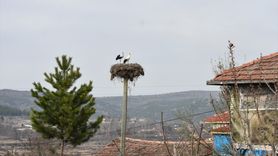 Sinop'ta Baharın Gelişi: Leylekler Cuma Ovası'na Dönmeye Başladı