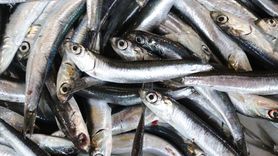 Tekirdağ'da Ramazan Ayında Hamsi Fırtınası