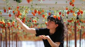 Topraksız Tarım ile Çilek Üretiminde Kadın Girişimciler Başarıya Ulaştı