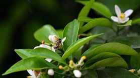 Uluslararası Portakal Çiçeği Karnavalı'na Hazırlıklar Tamamlandı