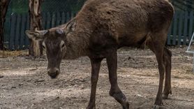 Yaralı Geyik, İzmir Doğal Yaşam Parkı'nda Yeni Bir Hayata Başlıyor