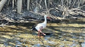 Yaralı Leylek Hakkari'de Tedavi Edildi