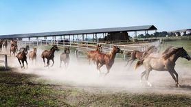 2025 Yılı Safkan Arap Tay Satış Tarihleri Açıklandı