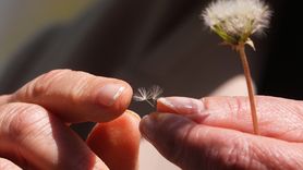 Ankara'da Alerjik Duyarlılığı Olanlar İçin Polen Yoğunluğu Bülteni