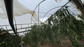 Antalya'da Fırtına Tarım Alanlarına Zarar Verdi