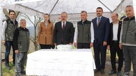 Aydın'da Kestane Gal Arısına Karşı Biyolojik Mücadele Başladı