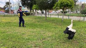 Aydın'da Yaralı Leylek Tedavi Ediliyor